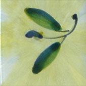 Silky Olives